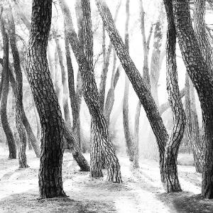 14. 경주 삼릉의 아침